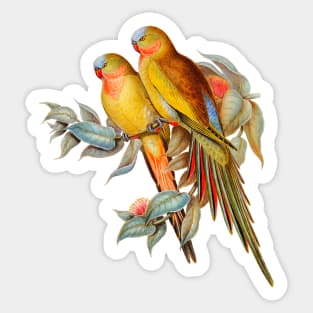 Princess of Wales Parakeet Vintage Illustration Sticker